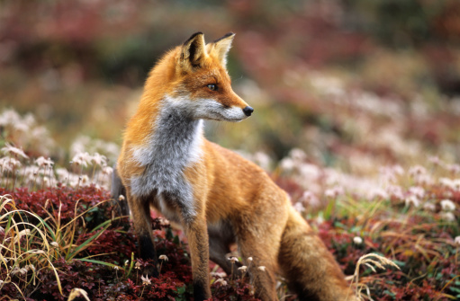 Red fox sitting on brown leaves background in the spring season displaying fox tail, fur, in its environment and habitat with a blur forest background.  Fox Image. Picture. Portrait. Photo.