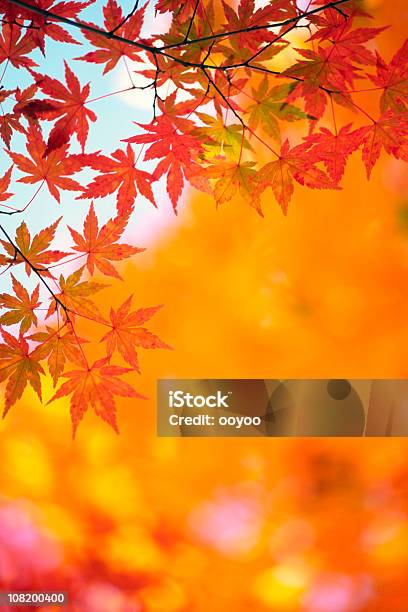 Jesień Kolor - zdjęcia stockowe i więcej obrazów Liść klonu - Liść klonu, Pomarańczowy, Bez ludzi