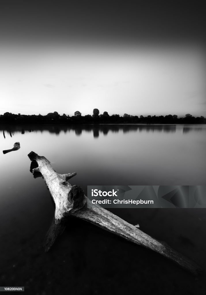 Grande login sentado no lago tranquilo, preto e branco - Foto de stock de Preto e branco royalty-free