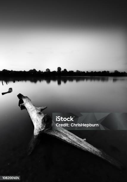 Foto de Grande Login Sentado No Lago Tranquilo Preto E Branco e mais fotos de stock de Preto e branco