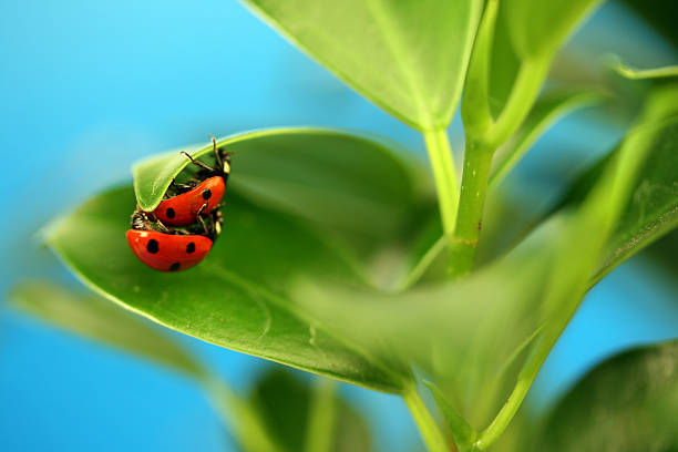 Two ladybugs on leaf stock photo