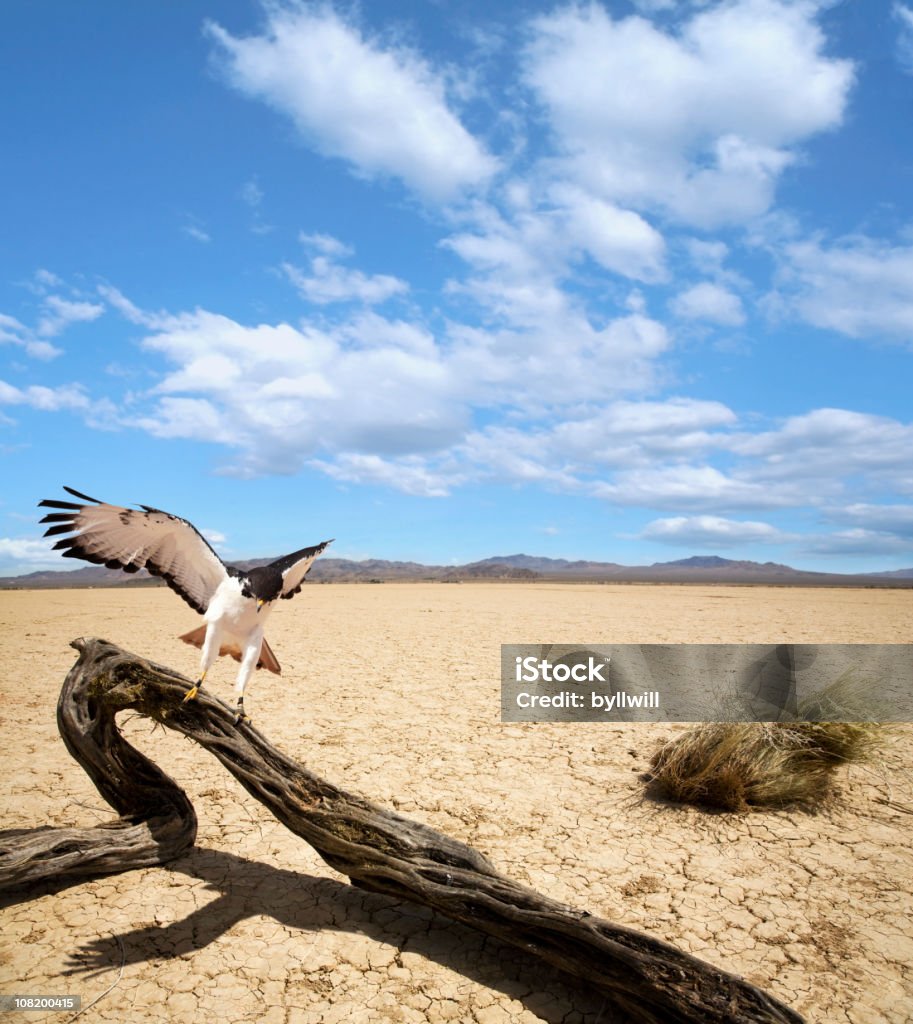 Sparviero atterraggio sull'albero morto nel mezzo del Deserto Mojave - Foto stock royalty-free di Deserto