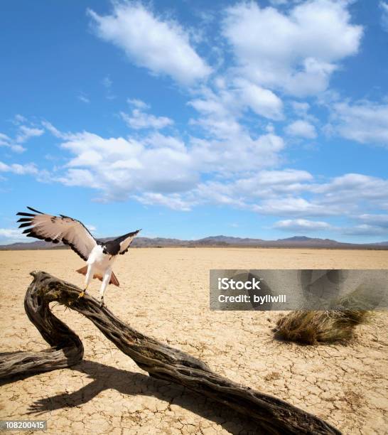 Sparviero Atterraggio Sullalbero Morto Nel Mezzo Del Deserto Mojave - Fotografie stock e altre immagini di Deserto