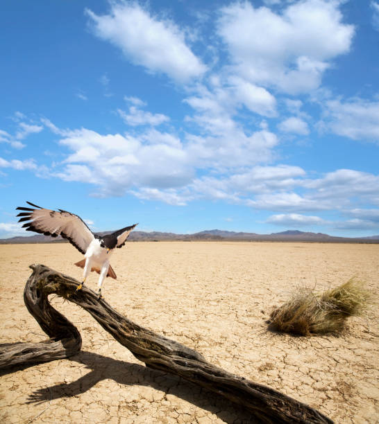 Hawk Landing on Dead Tree in Middle of Mojave Desert stock photo