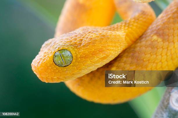 Bebé Oeste Africano Víbora En Selva Tropical Foto de stock y más banco de imágenes de Naranja - Color - Naranja - Color, Primer plano, Serpiente