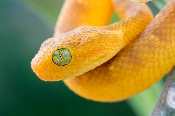 istock Baby West African bush Viper in Rainforest 108200442