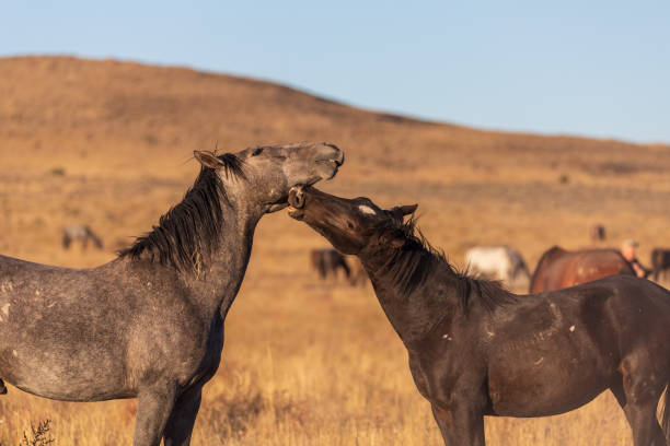 istock Wild Horse Stallions Sparring 1082004702