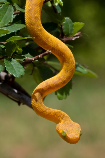 A Deadly Juvenile Green BushViper Descending from a Tree

[url=http://www.istockphoto.com/file_search.php?action=file&lightboxID=6835114] [img]http://www.kostich.com/snakes_banner.jpg[/img][/url]

[url=http://www.istockphoto.com/file_search.php?action=file&lightboxID=10814481] [img]http://www.kostich.com/rainforest_banner.jpg[/img][/url]