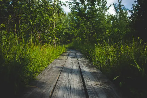 A wooden walkway through a lush, green wetland surrounded by plants on a sunny day