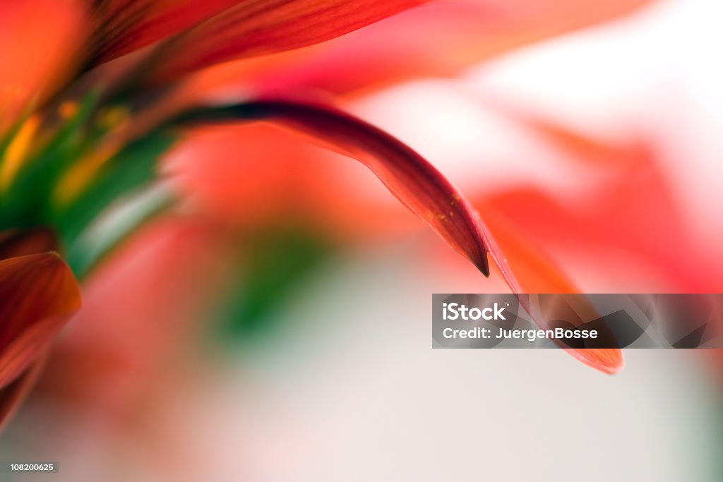 Rote Blüte Nahaufnahme von osteospermum - Lizenzfrei Blume Stock-Foto