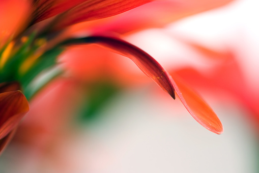 Unusual bright red tulips, side view, close-up, selective focus