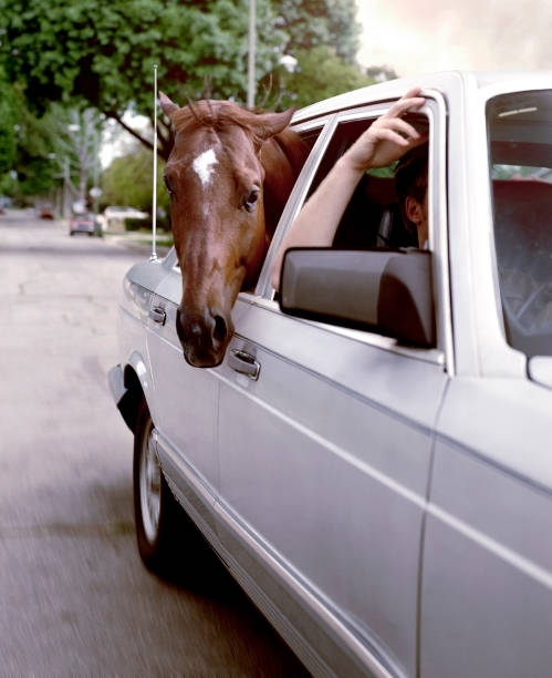 Horse Sticking Head Out of Car Window stock photo