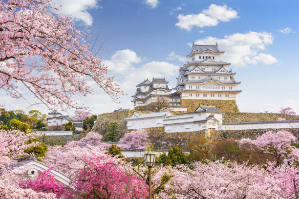 봄 시즌에 히메지 성, 일본 - japan cherry blossom 뉴스 사진 이미지