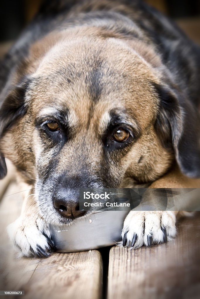 Chien manger de la nourriture peuvent - Photo de Chien libre de droits