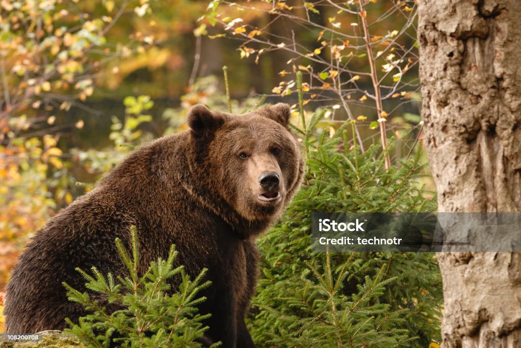 Brown oso - Foto de stock de Oso pardo libre de derechos