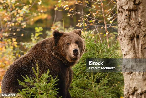 Brown Oso Foto de stock y más banco de imágenes de Oso pardo - Oso pardo, Aire libre, Animales salvajes