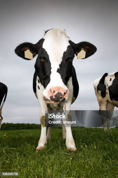 Bovini Simmetrica - Fotografie stock e altre immagini di Close-up - Close-up, Vacca, Bovino da latte