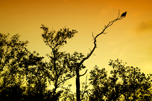 Sunset with Silhouette of a bird punched on a branch