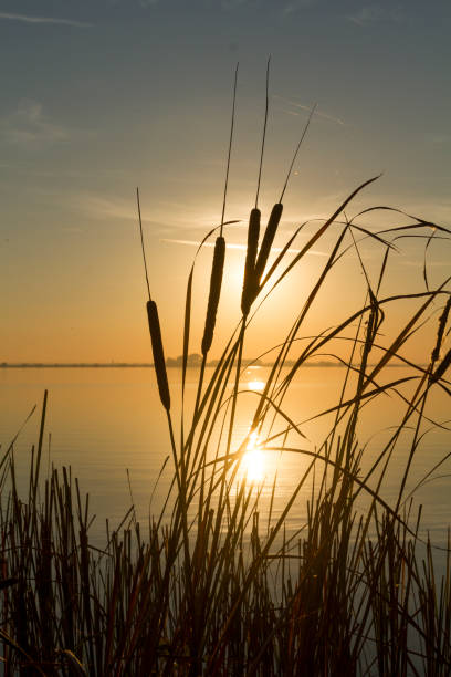 istock sunset on lake grass sun flares sky 1082011534