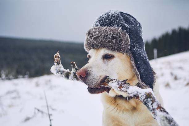istock Funny portrait of dog with cap 1082012742
