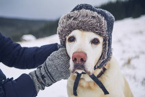 istock Funny portrait of dog with cap 1082012782