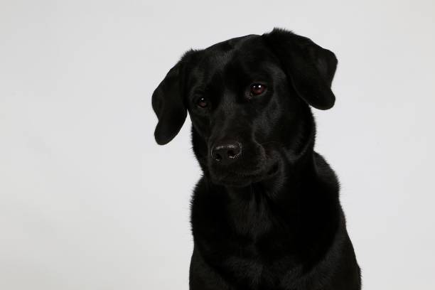 istock black labrador head portrait in the studio 1082012868