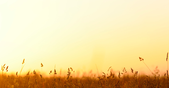 Wild grass in nature on a sunset background. grass silhouette against sunset