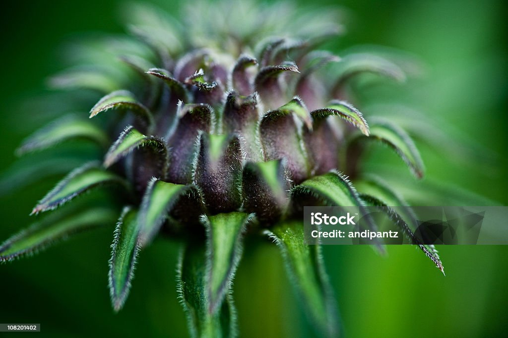 Nahaufnahme von Ringelblume-Blume, Blumen und Eröffnung - Lizenzfrei Blume Stock-Foto