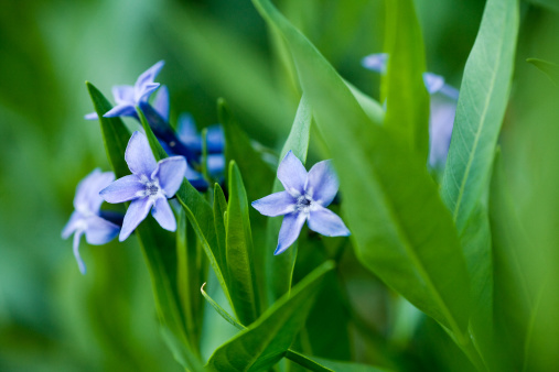 Close-up of bluebells in Springtime.