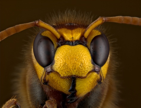 Close up of a European hornet