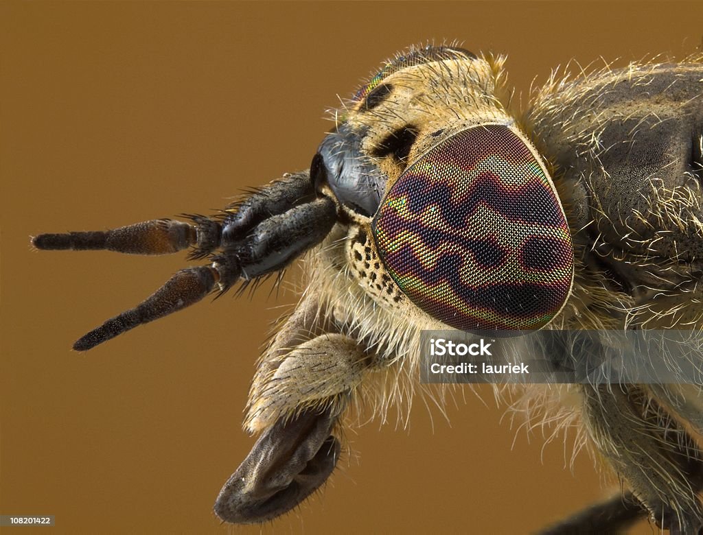 Tábano (Haematopota crassicornis - Foto de stock de Tábano libre de derechos