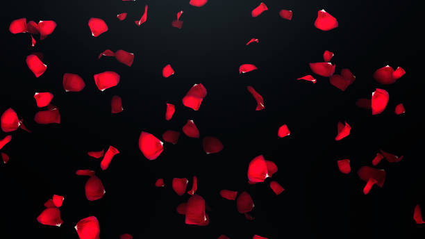 istock 3D render Flying petals of roses with on an black background 1082014394