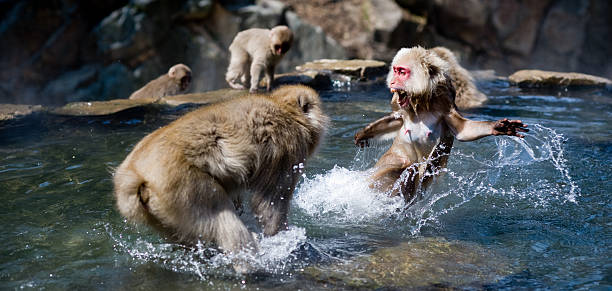 fighting monkeys stock photo