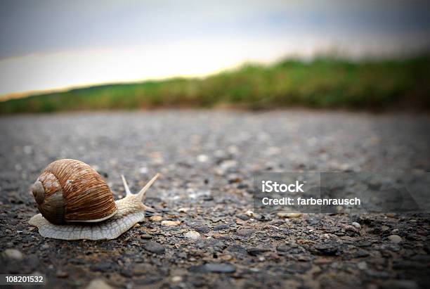 Caracol Passagem De Caminho Para Relva - Fotografias de stock e mais imagens de Caracol - Gastrópode - Caracol - Gastrópode, Estrada, Ao Ar Livre