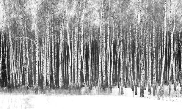 istock Black and white birch trees with birch bark in winter on snow 1082015998