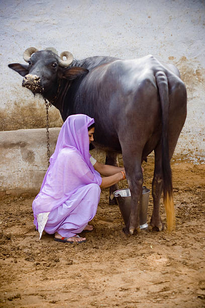 Indian buffalo looking camera side view, indian black water buffalo or domestic Asian water buffalo looking in camera