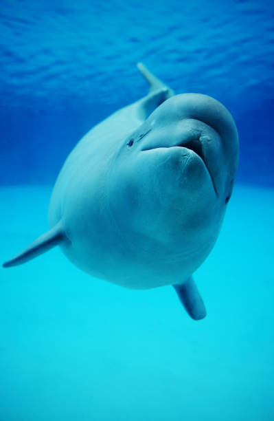 baby weißwal schwimmen im aquarium - beluga whale stock-fotos und bilder