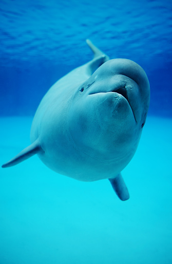 swimming dugong