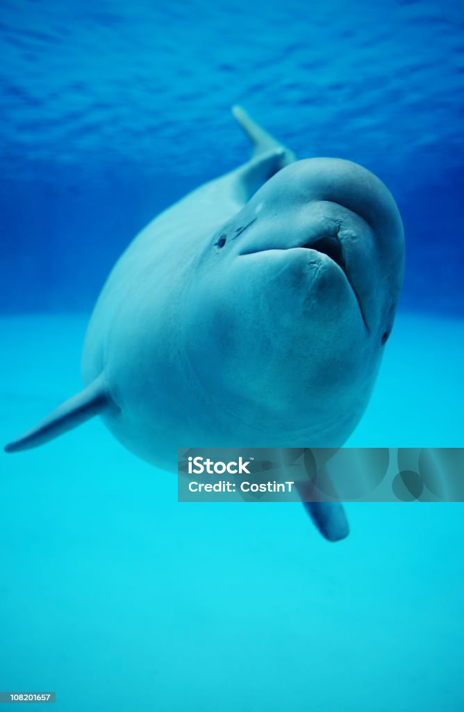 Baby Beluga Whale Swimming in Aquarium  Beluga Whale Stock Photo