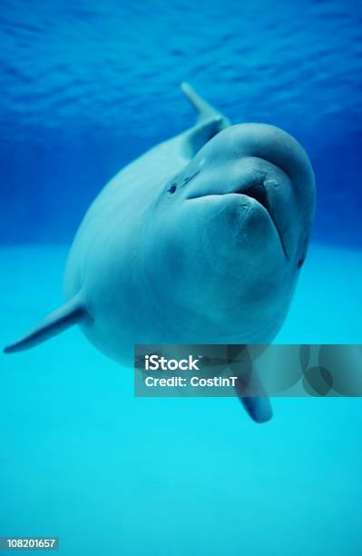 Baby Beluga Whale Swimming In Aquarium Stock Photo - Download Image Now - Beluga Whale, Whale, Dolphin