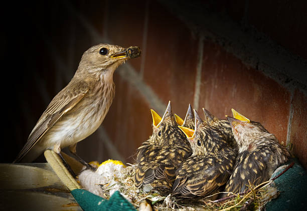 Spotted Flycatcher With Five Baby Birds Stock Photo - Download Image Now -  Spotted Flycatcher, Animal Nest, Animal Themes - iStock