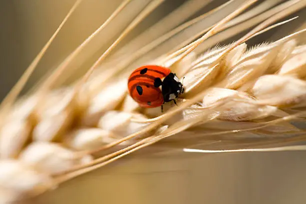 Photo of ladybug on wheat