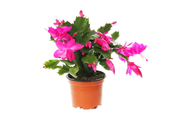 cactus de navidad - blom fotografías e imágenes de stock