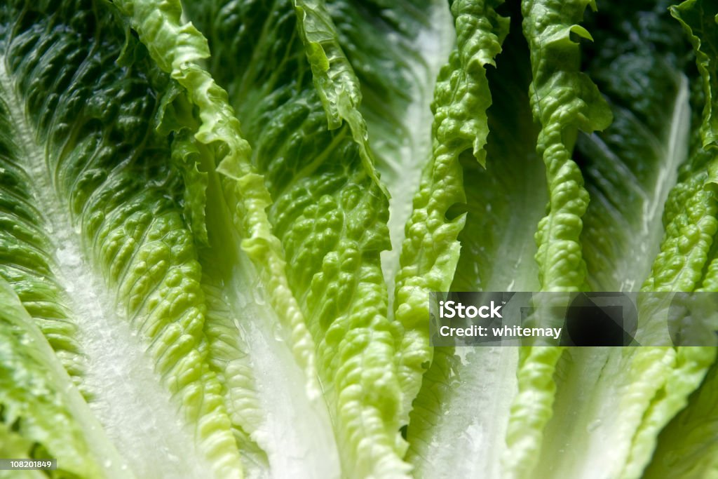 Römersalat Blätter - Lizenzfrei Römischer Salat Stock-Foto