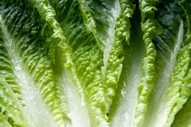 Romaine lettuce leaves  Romaine stock pictures, royalty-free photos & images