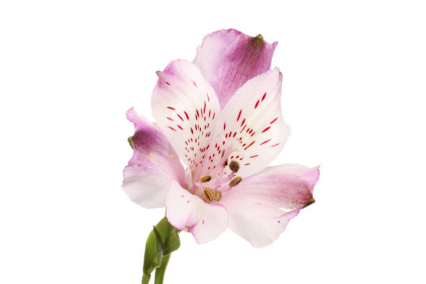 istock Purple alsrtoemeria 1082018596