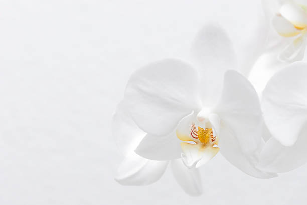 White Orchid  orchid white stock pictures, royalty-free photos & images