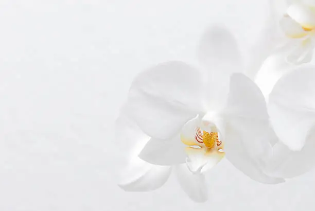 Photo of White Orchid