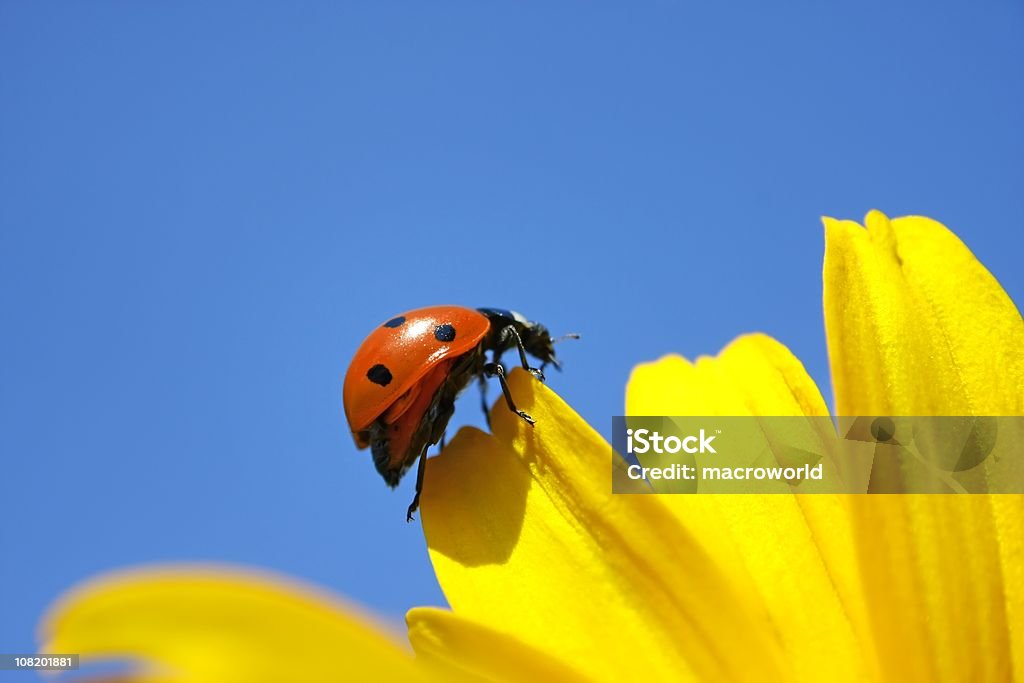 Marienkäfer Klettern auf die Yellow Flower - Lizenzfrei Marienkäfer Stock-Foto