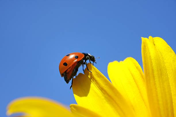 marienkäfer klettern auf die yellow flower - ladybug nature spring drop stock-fotos und bilder